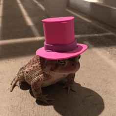 Frogat
